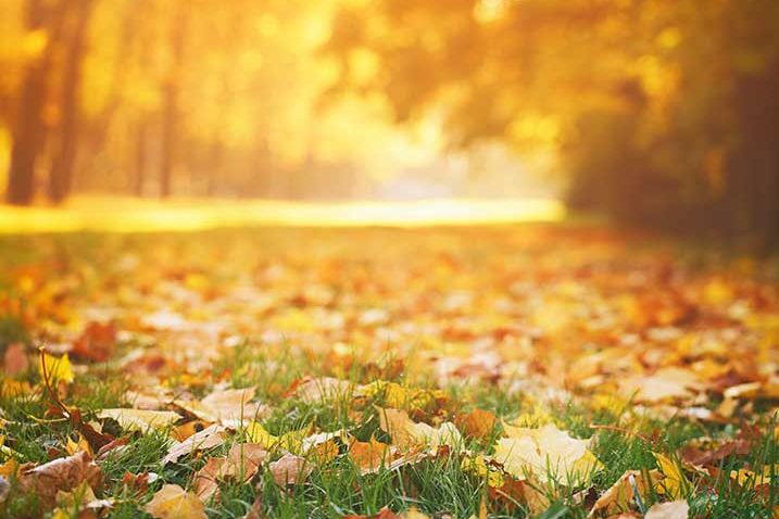 schöner Herbstlicher Wald mit bunten Blättern auf dem Boden